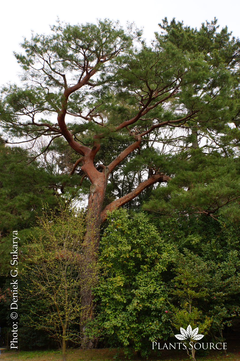 25-Muku tree of kyoto imperial  palace DSC09028.JPG